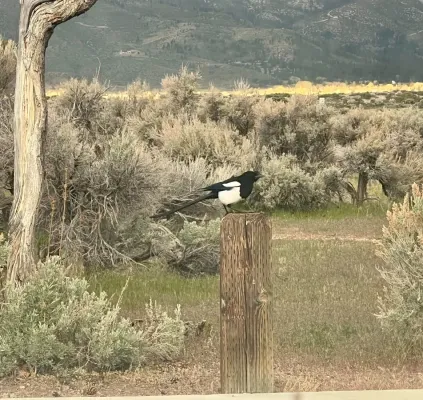 File:Black-Billed Magpie (Pica hudsonia) Washoe Lake State Park, Nevada.jpg