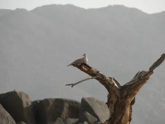 File:Streptopelia roseogrisea, Tchirozérine, Niger 2.jpg