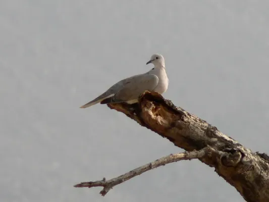 File:Streptopelia roseogrisea, Tchirozérine, Niger 2a.jpg