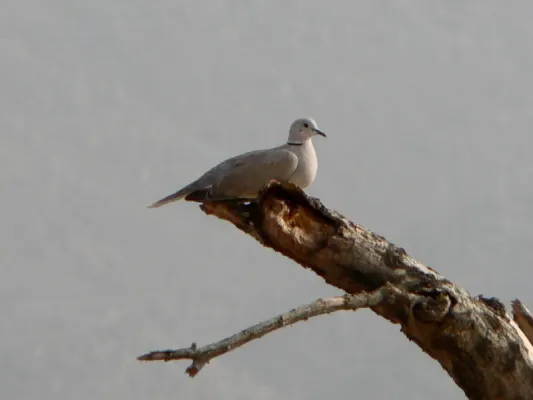 File:Streptopelia roseogrisea, Tchirozérine, Niger 1a.jpg