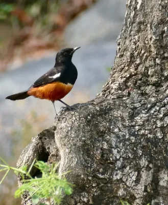File:Day 6 Mocking Cliff-Chat (Thamnolaea cinnamomeiventris) male ... (53423618771).jpg