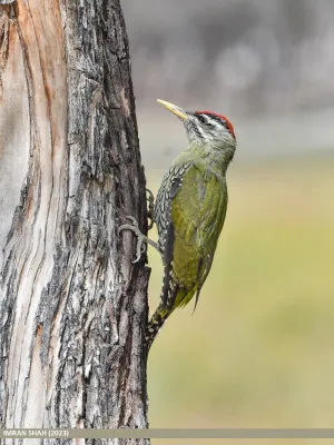 File:Scaly-bellied Woodpecker (Picus squamatus) - Flickr - gilgit2.jpg
