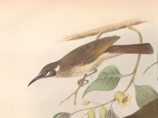 File:Meliphaga albilineata - The Birds of Australia (cropped).jpg