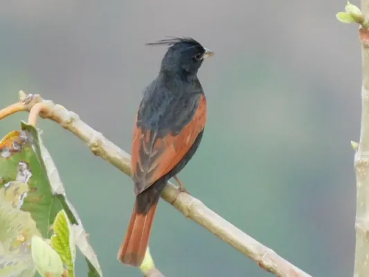 File:Emberiza lathami 289958141.jpg