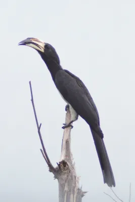 File:Lophoceros fasciatus.jpg
