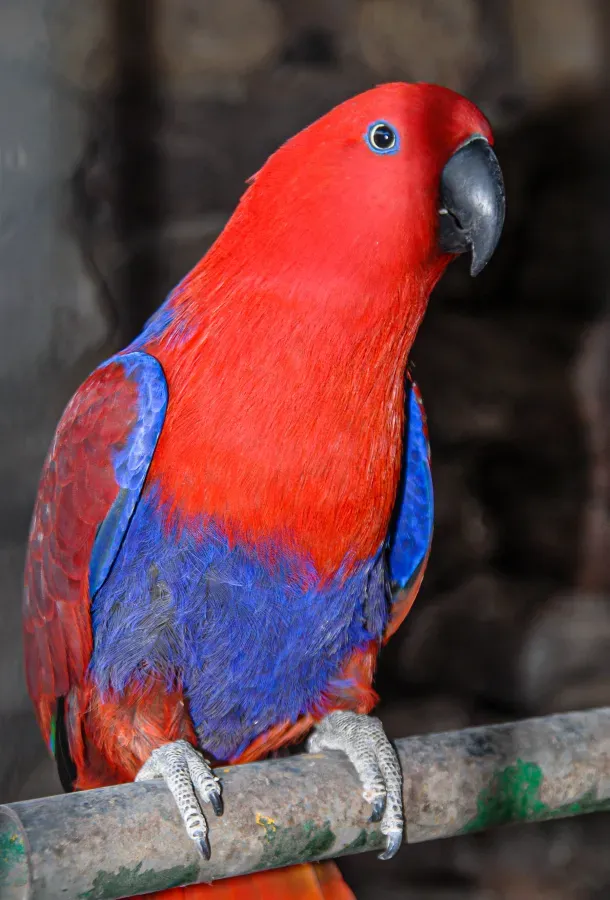 File:Eclectus polychloros (female).jpg