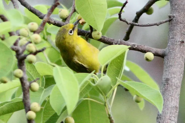 File:Northern Yellow White-eye (Zosterops senegalensis senegalensis), Kédougou, Senegal 1.jpg
