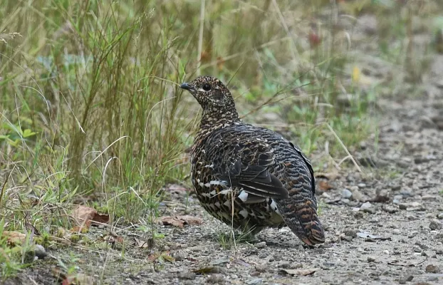 File:Canachites canadensis 316017624.jpg