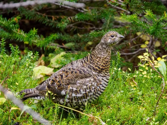 File:Canachites canadensis 323749881.jpg