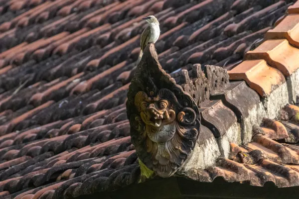 File:Yellow-vented Bulbul (Pycnonotus goiavier) resting on the Balinese Roof ornament ikut Cledu.jpg