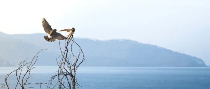 File:White-breasted Woodswallow (Artamus leucorynchus) at Gili Trawangan, NTB.jpg