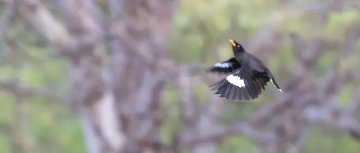 File:Javan myna (Acridotheres javanicus) at Gili Trawangan, NTB.jpg