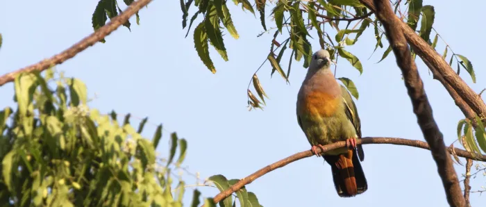 File:Pink-necked Green-Pigeon (Treron vernans) at Gili Trawangan, NTB.jpg