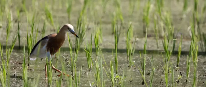 File:Javan pond heron (Ardeola speciosa) an a rice paddy, Tabanan, Bali.jpg
