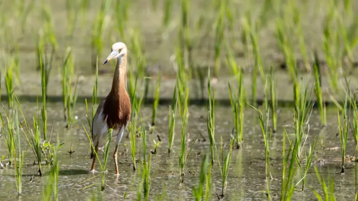 File:Javan pond heron (Ardeola speciosa) 2 an a rice paddy, Tabanan, Bali.jpg