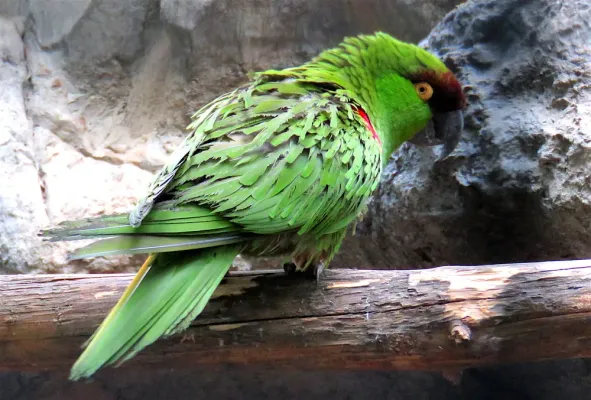 File:Rhynchopsitta terrisi.jpg