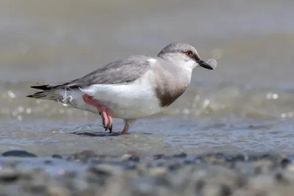 File:Magellanic Plover (Pluvianellus socialis) in Tierra del Fuego.jpg