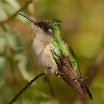 File:Stephanoxis loddigesii 244152090.jpg