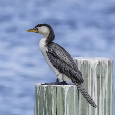 File:Little pied cormorant (Microcarbo melanoleucos) Freycinet.jpg