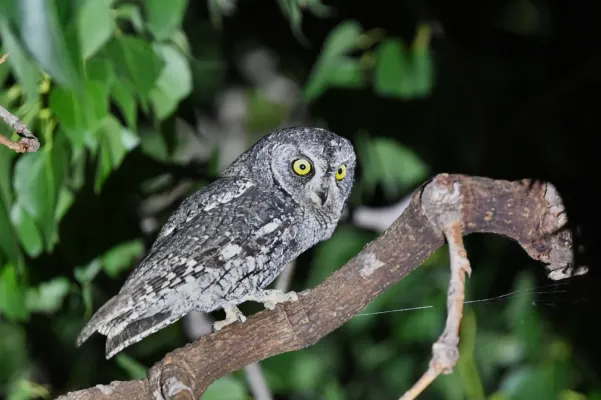 File:Otus cyprius.jpg