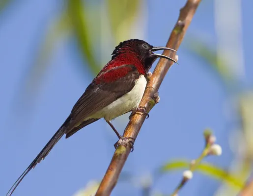 File:Aethopyga saturata – Ang Khang.jpg