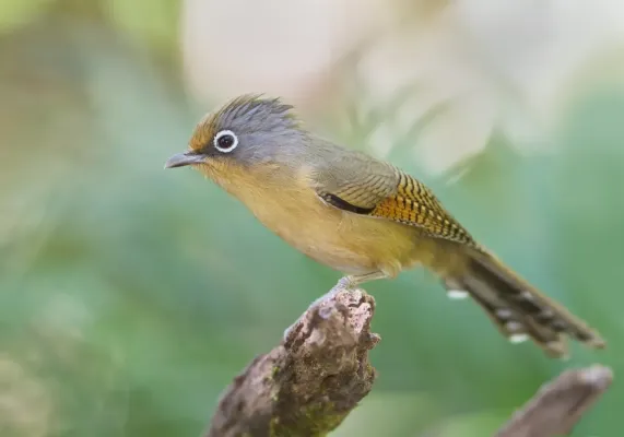 File:Actinodura ramsayi - Chiang Mai.jpg