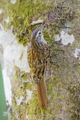File:Certhia manipurensis, Chiang Mai.jpg