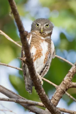 File:Glaucidium cuculoides - Mae Wong.jpg