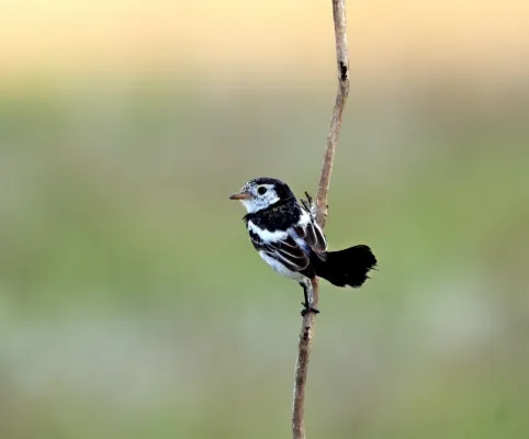 File:Galito - Alectrurus tricolor (44427752382).jpg
