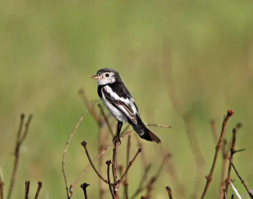 File:Galito - Alectrurus tricolor (42668537250).jpg