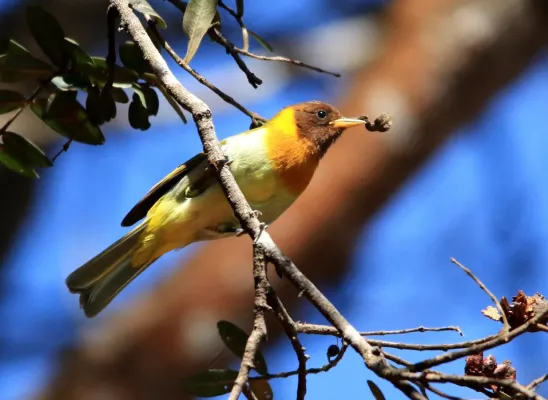 File:Saíra ferrugem - Hemithraupis ruficapilla (42668816490).jpg