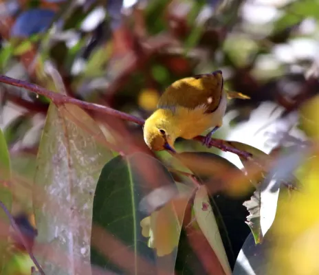 File:Saíra ferrugem-(fêmea) - Hemithraupis ruficapilla (30608343358).jpg