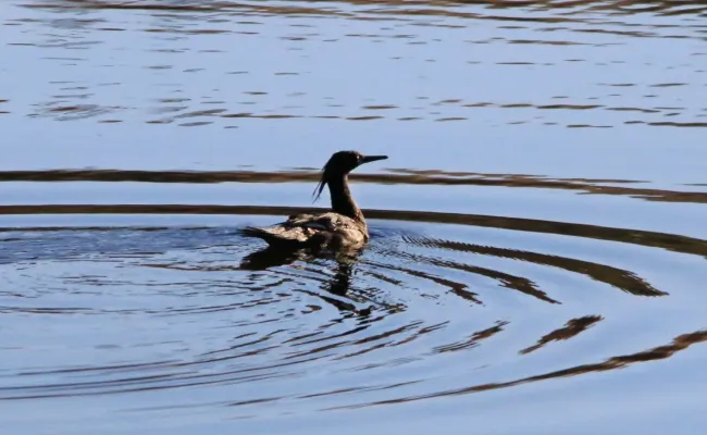 File:Pato Mergulhão - Mergus octosetaceus (43580874155).jpg