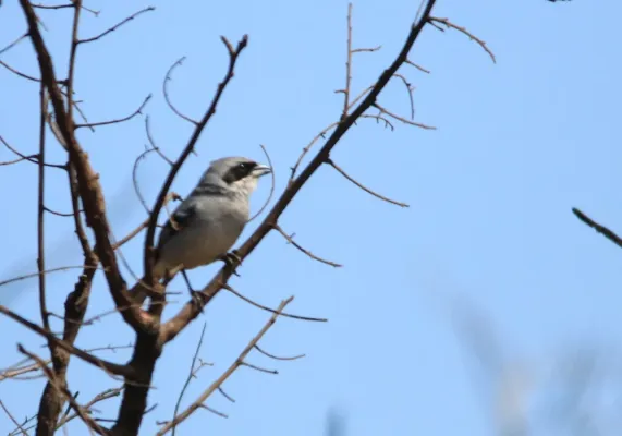 File:Cigarra do campo - Neothraupis fasciata (43581119525).jpg