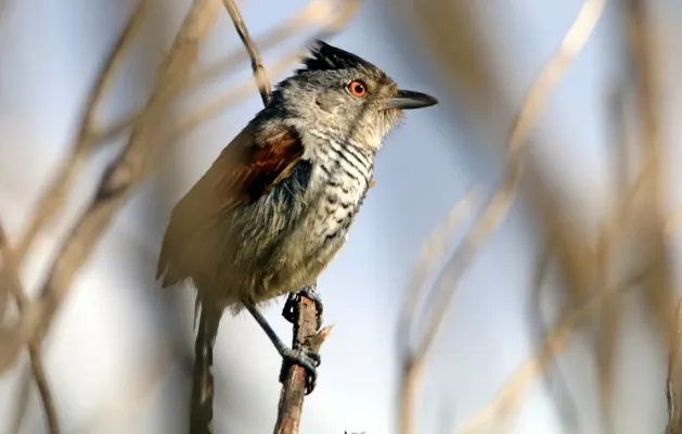 File:Choca de asa vermelha - Thamnophilus torquatus (29553063347).jpg