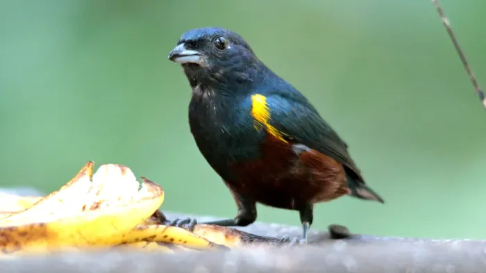 File:Ferro velho - Euphonia pectoralis (41305338674).jpg
