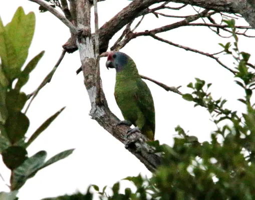 File:Papagaio de cara roxa - Amazona brasiliensis (41124929075).jpg