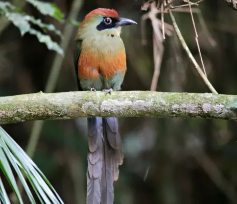File:Juruva - Baryphthengus ruficapillus (41799462965).jpg