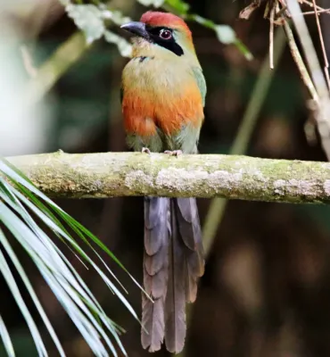 File:Juruva - Baryphthengus ruficapillus (41799462535).jpg