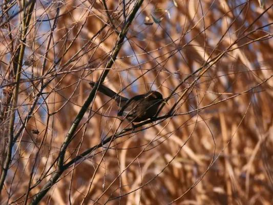 File:Pterorhinus davidi-P1677204.jpg