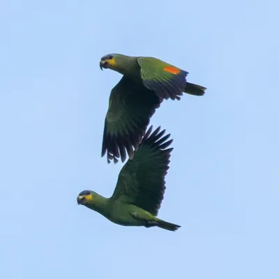 File:Amazona amazonica amazonica 249273394 (cropped).jpg