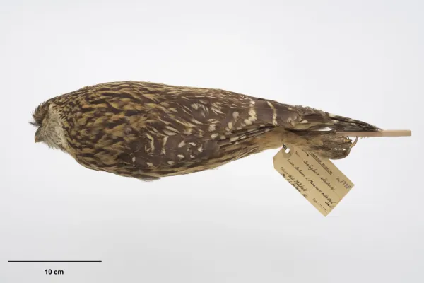 File:OR001778 Ninox albifacies albifacies Te Papa 630296 263370.jpg