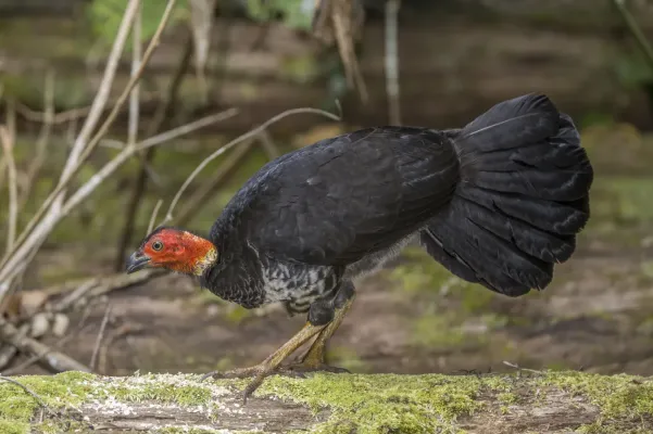File:Australian brushturkey (Alectura lathami) female Atherton.jpg