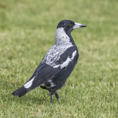 File:Australian magpie (Gymnorhina tibicen telonocua) female Adelaide.jpg