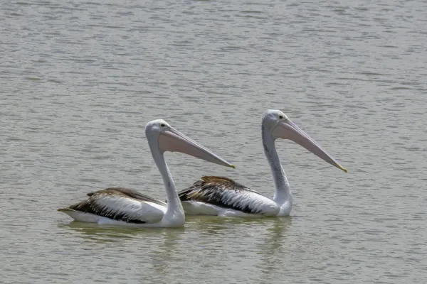 File:Australian pelicans (Pelecanus conspicillatus) Blanchetown.jpg