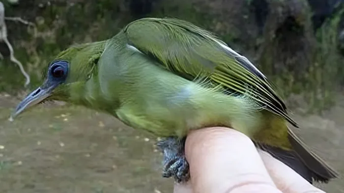 File:Zosterops stresemanni.jpg
