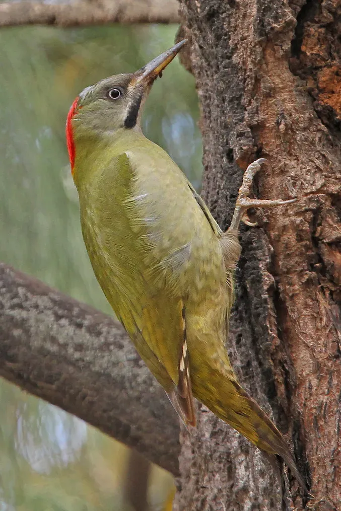 File:Picus vaillantii 97480721 cropped.jpg