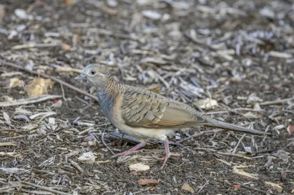 File:Bar-shouldered dove (Geopelia humeralis humeralis) Darwin.jpg