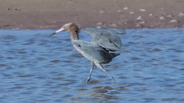 File:Reddish Egret (Egretta rufescens) (52873507438).jpg