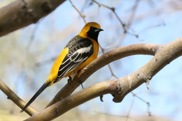 File:Hooded oriole (Icterus cucullatus) (53463785350).jpg